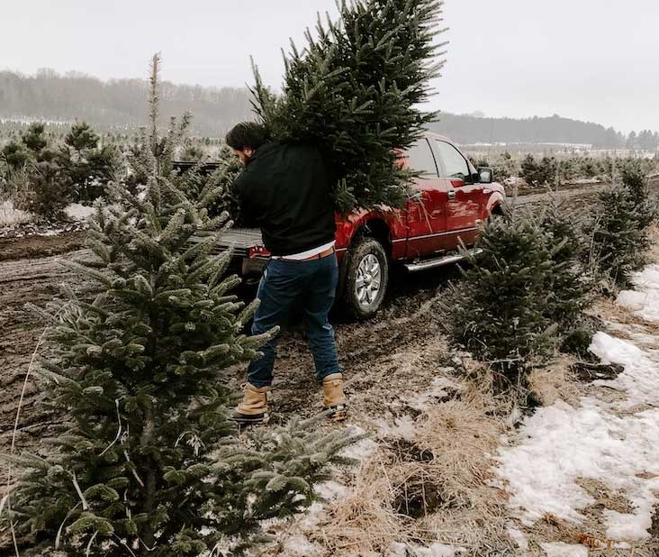 Christmas Tree Farm