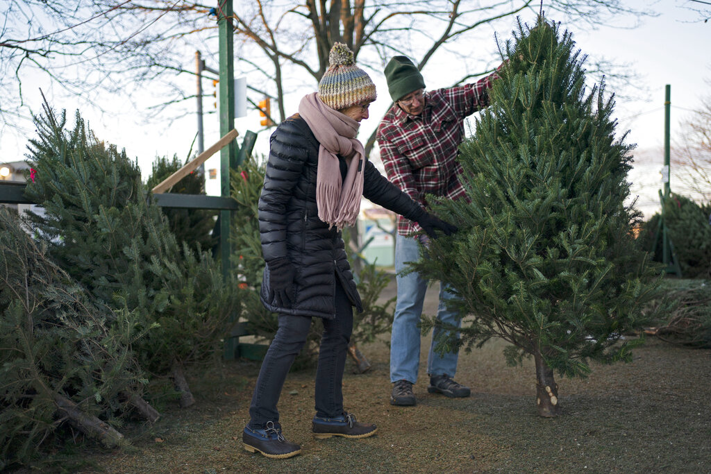 Christmas Tree Demand Remains High Even With Higher Prices Positive