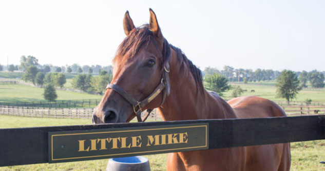 Closer Look: Retired Racehorses Cool Hooves At Old Friends Farm, Kentucky - Vimarsana News