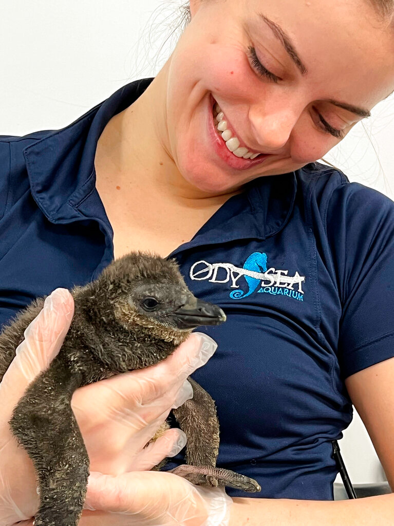 Veterinarian Molly examines penguin "42," one of the African penguin chicks recently born to parents Mojo and Lemieux at the OdySea Aquarium in Scottsdale, Ariz.