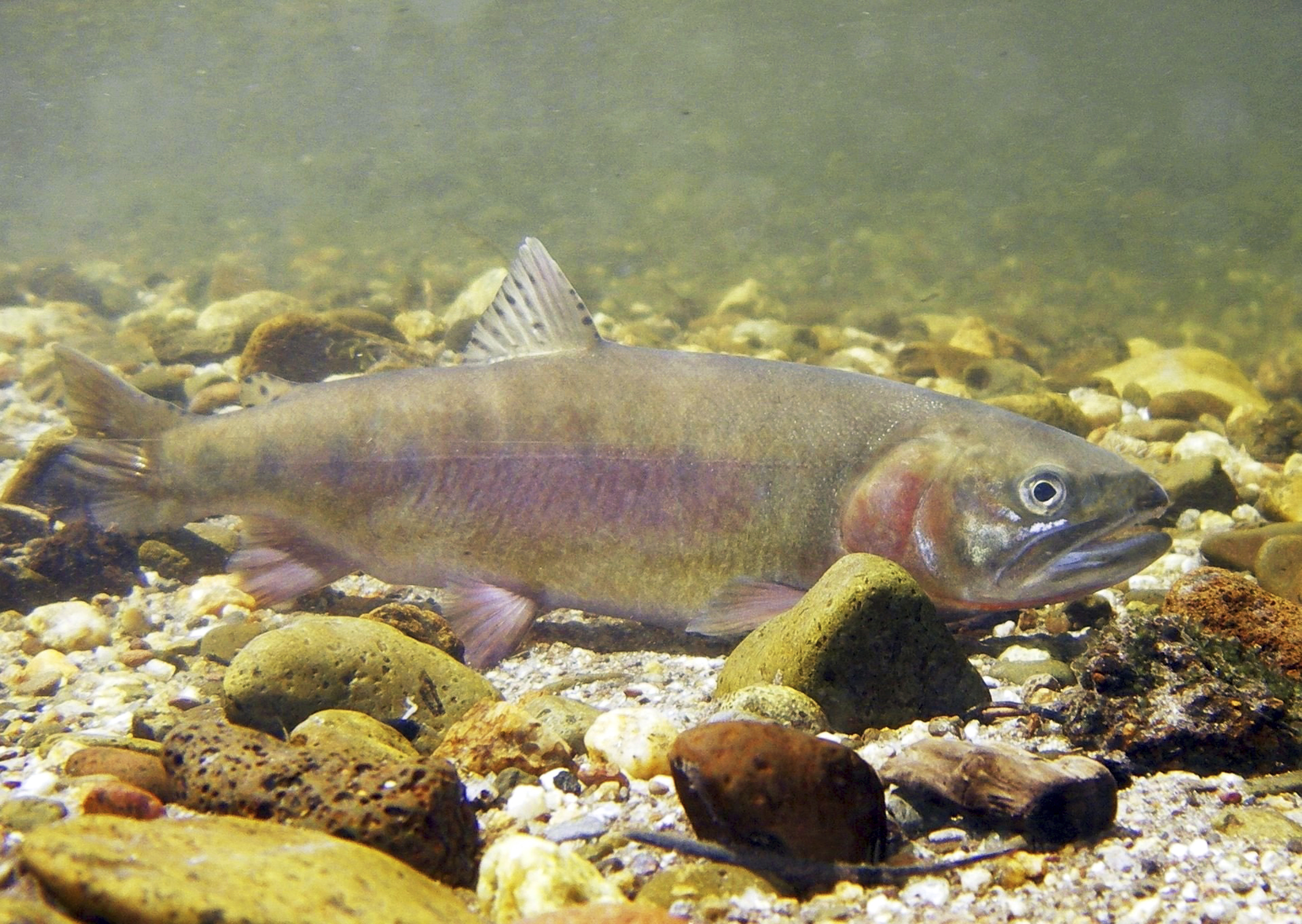 Rare California Trout Species Returns To Native Habitat | Positive