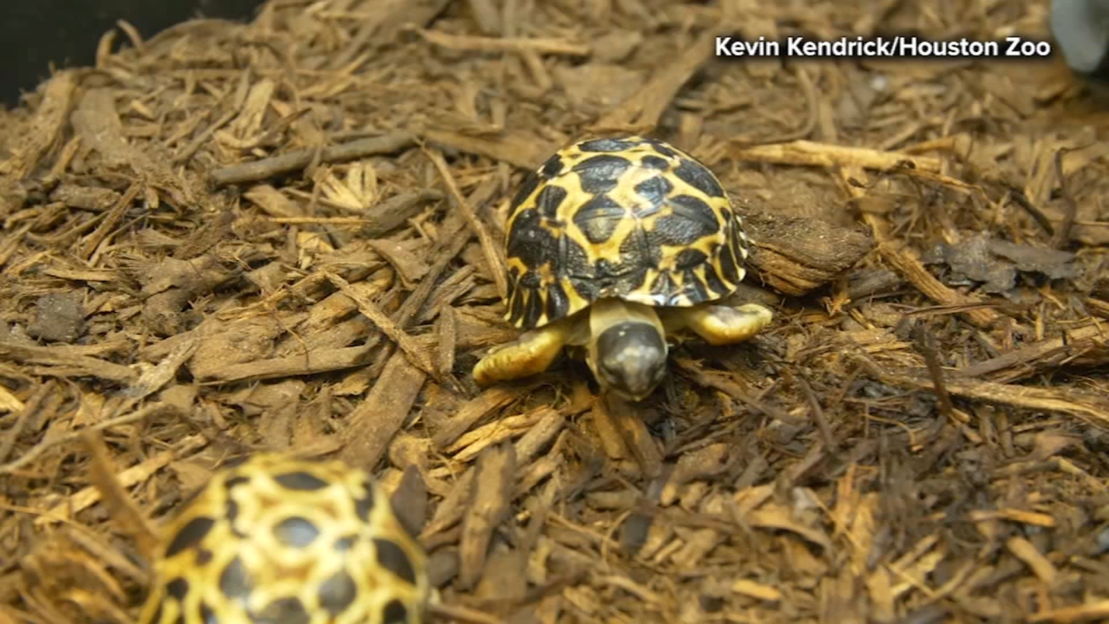 Houston Zoo welcomes rare baby tortoise trio of Dill, Gherkin, and Jalapeño