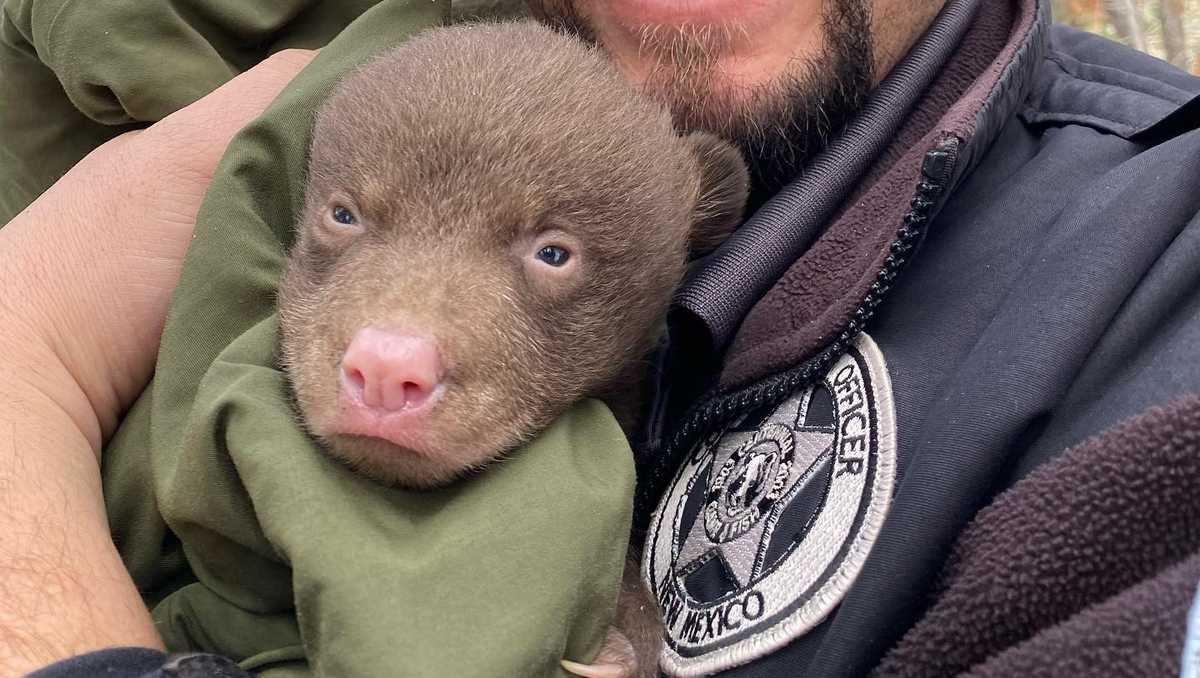 Officer holding bear cub