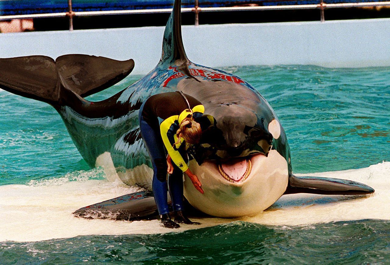 Lolita the Orca and trainer