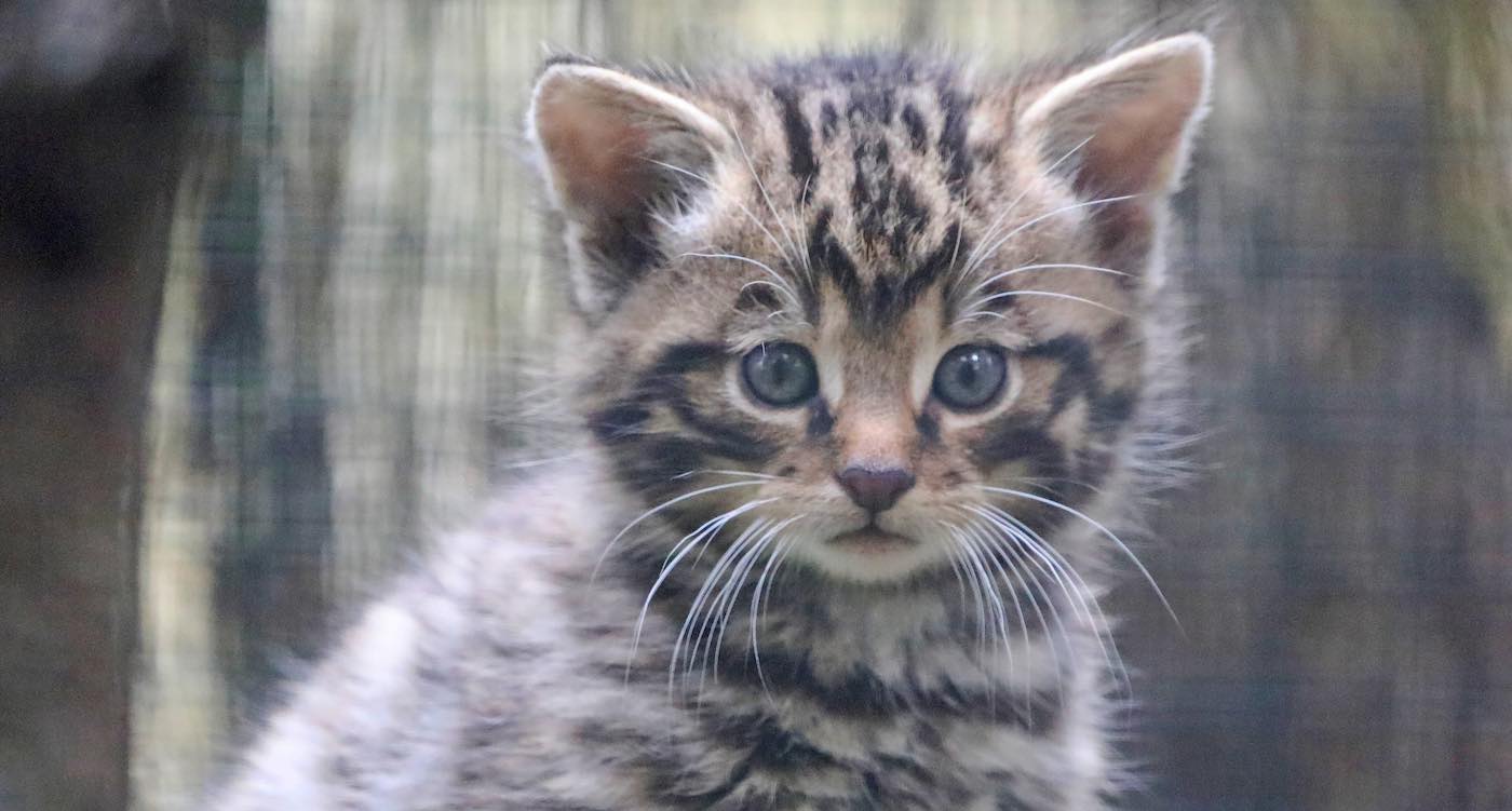 Scottish Wildcat Kitten