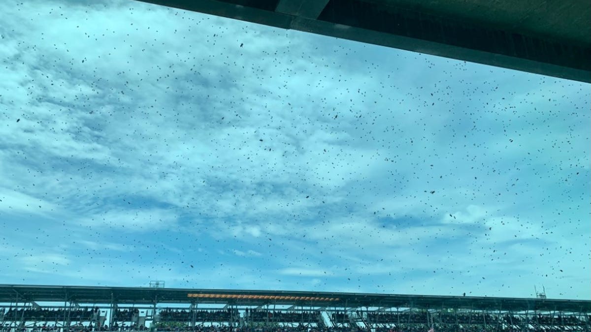 Bees in the stands of the Indy 500