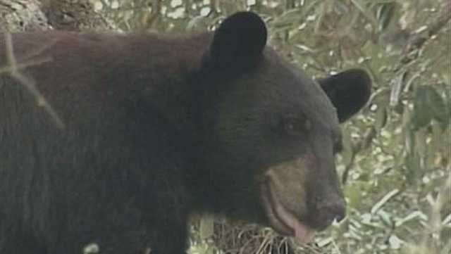 Workers at Taste by Spellbound in the town of Avon were loading cakes into a van for delivery on Wednesday when the bear showed up.