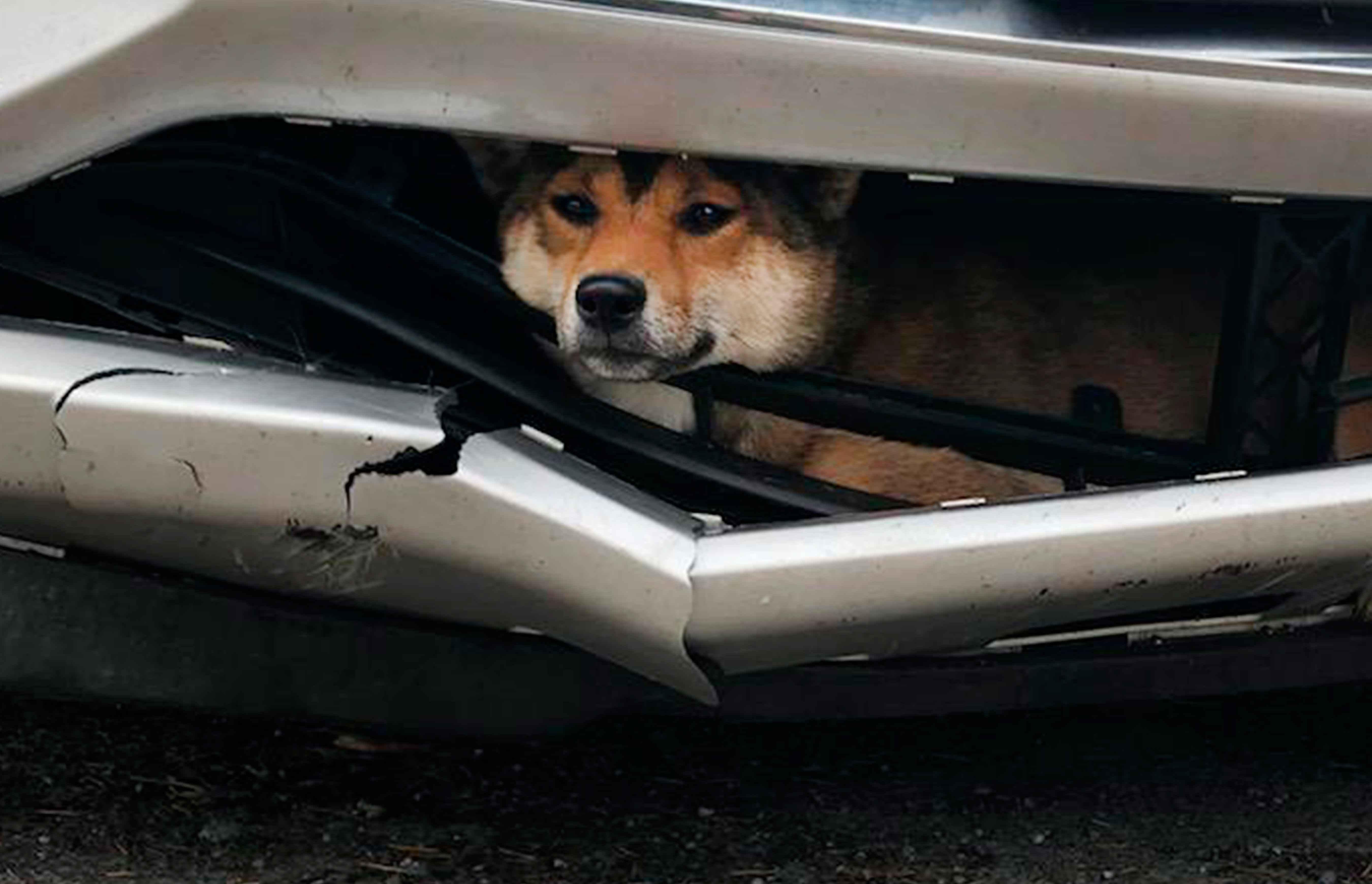 Сбил собаку на машине примета