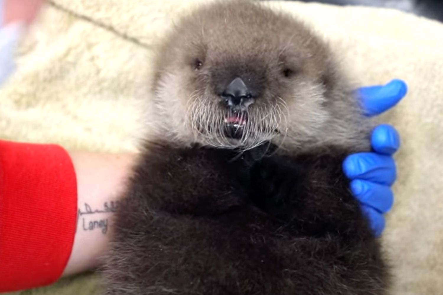 Baby otter at the Alaska SeaLife Center after losing mother in orca whale attack.