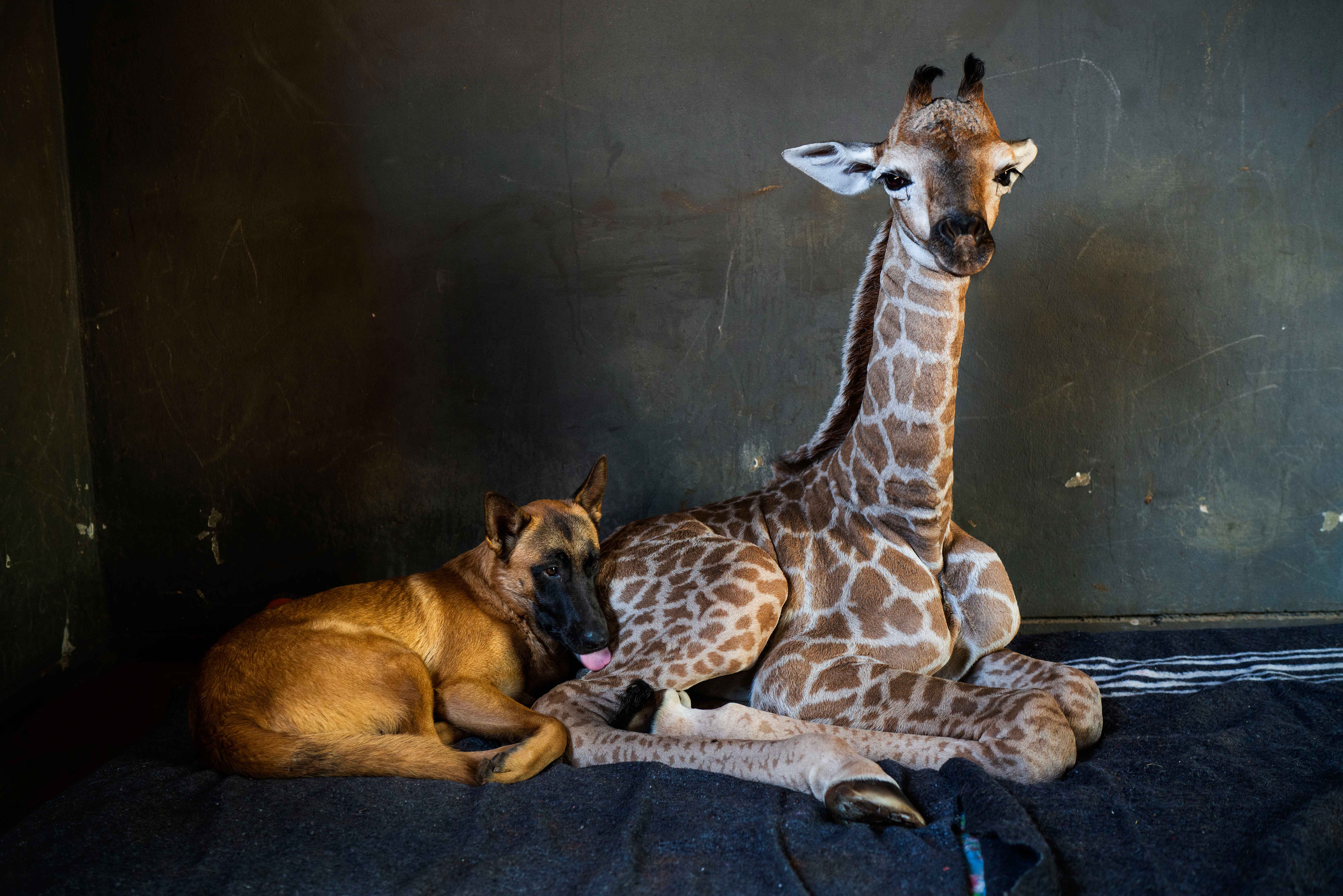 Dog Befriends Baby Giraffe After Abandoned In South Africa Positive