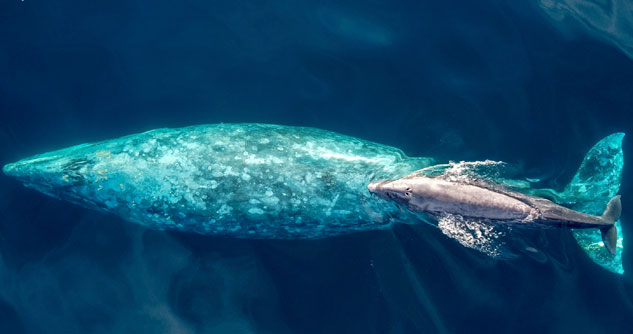 Gray whale mom and calf